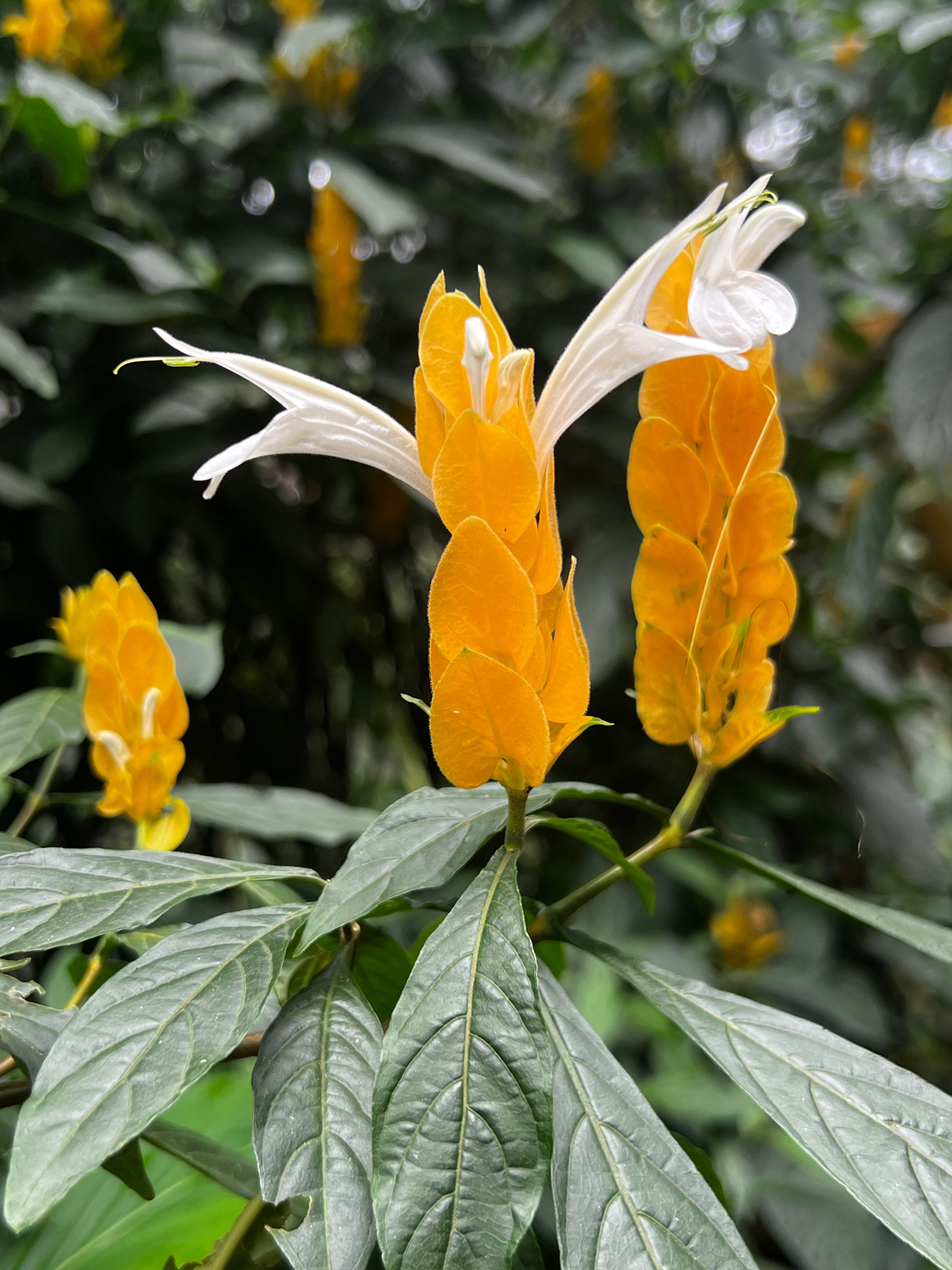 Fragrance Sticks / Diffusers