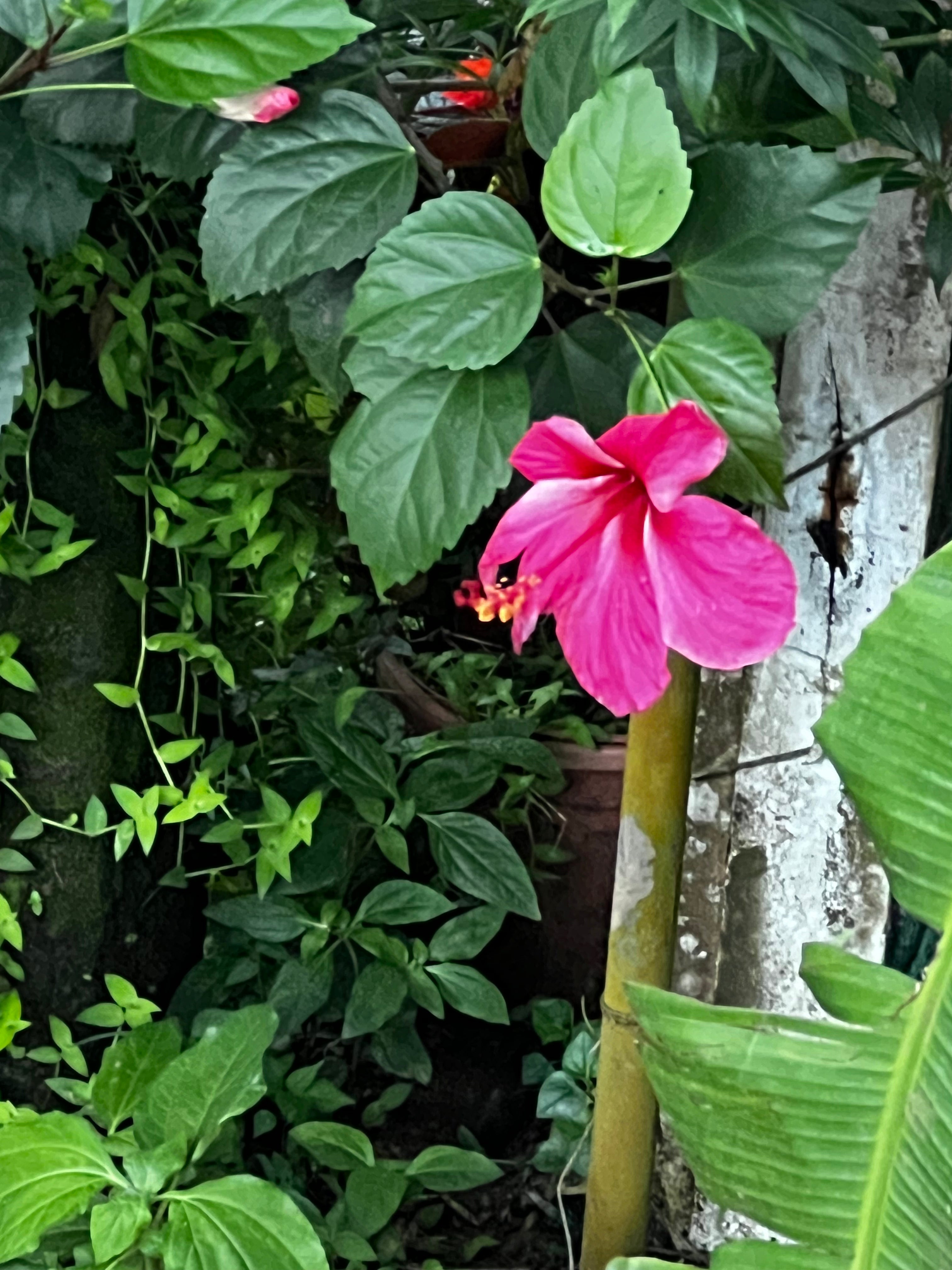 Body Oil/Massage Oil